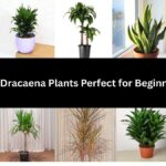 10 Dracaena Plants Perfect for Beginners