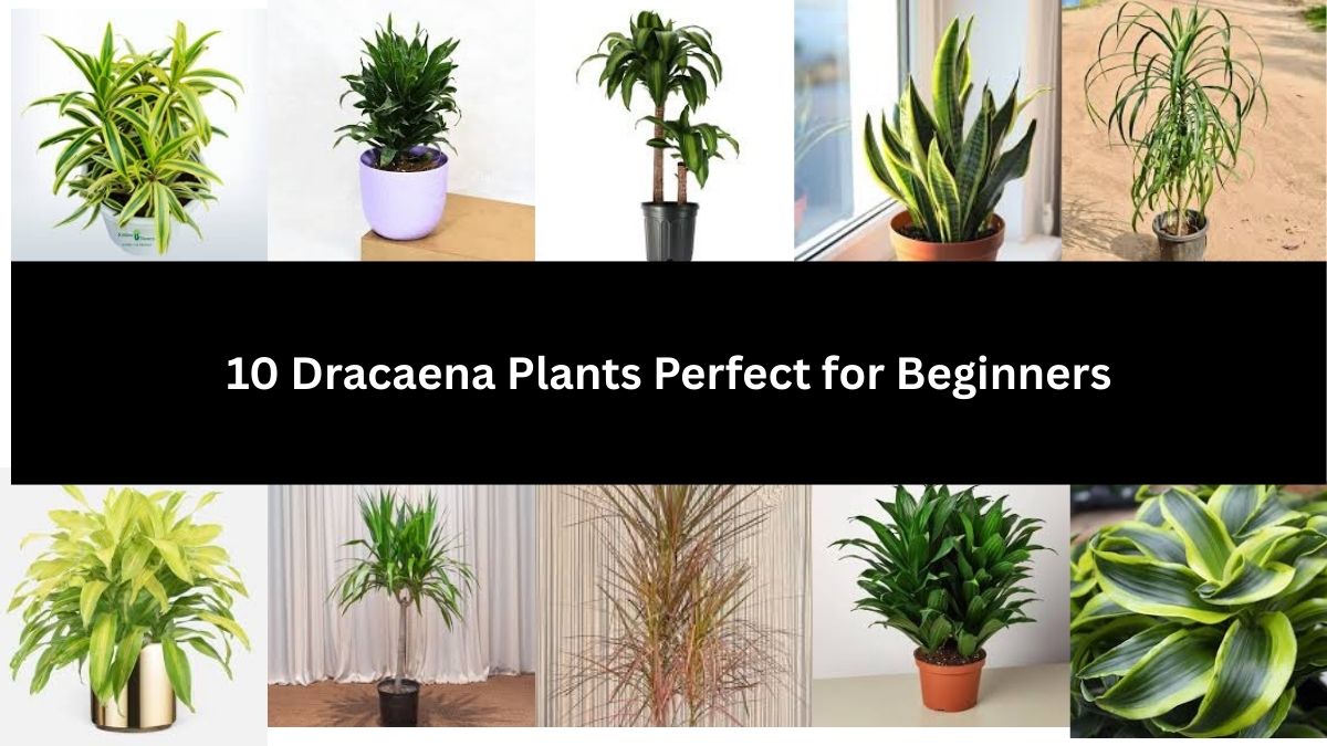 10 Dracaena Plants Perfect for Beginners