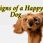 How Do I Know If My Dog Is Happy? 12 Signs of a Happy Dog: Check out full Details