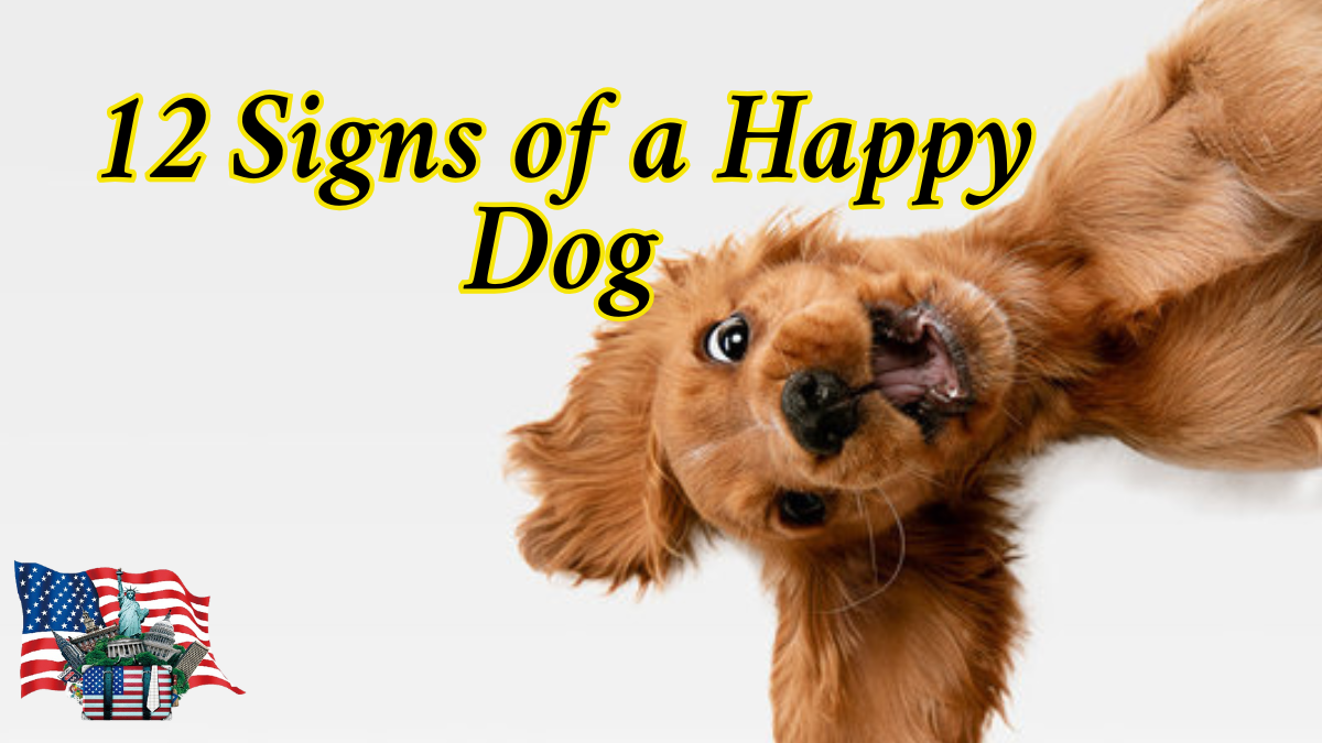 How Do I Know If My Dog Is Happy? 12 Signs of a Happy Dog: Check out full Details