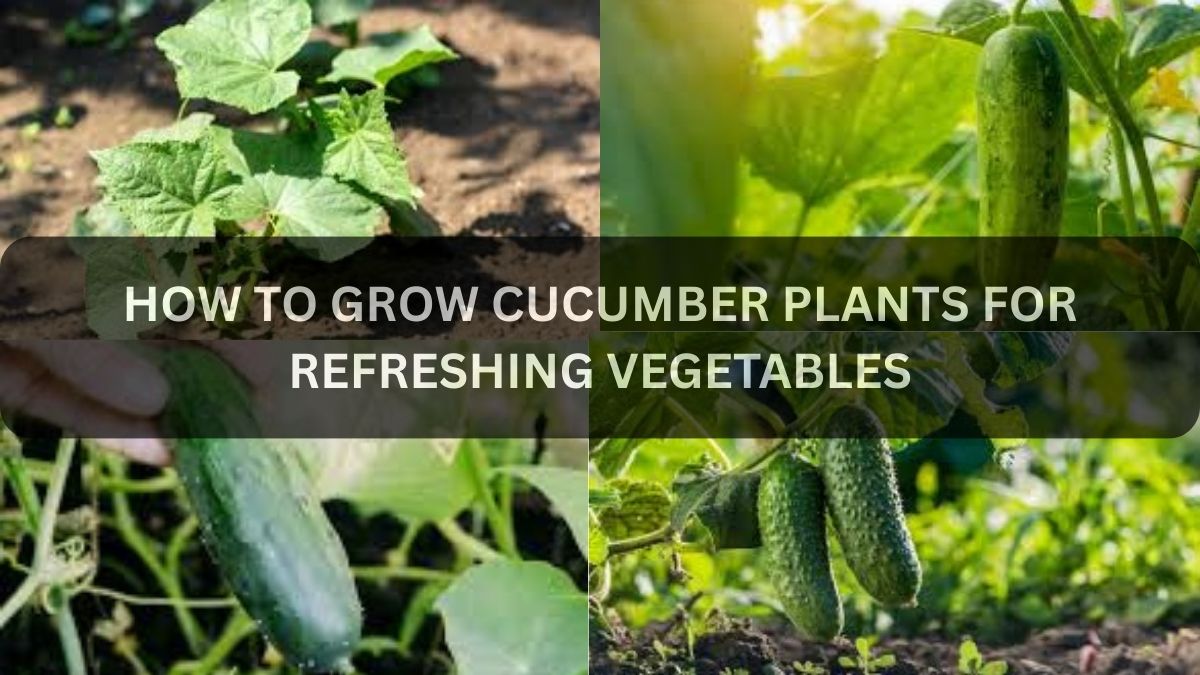 HOW TO GROW CUCUMBER PLANTS FOR REFRESHING VEGETABLES