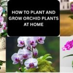 HOW TO PLANT AND GROW ORCHID PLANTS AT HOME