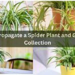 How to Propagate a Spider Plant and Grow Your Collection