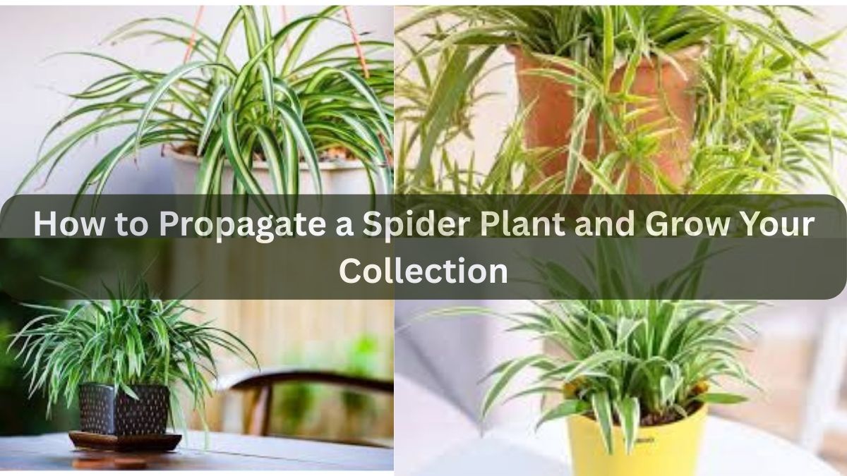 How to Propagate a Spider Plant and Grow Your Collection