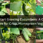 How to Start Growing Cucumbers: A Complete Guide for Crisp, Homegrown Veggies