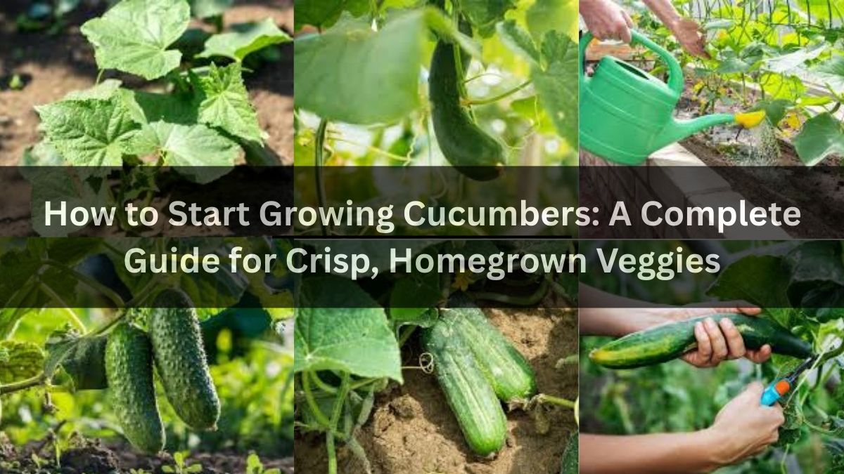 How to Start Growing Cucumbers: A Complete Guide for Crisp, Homegrown Veggies