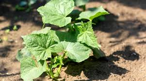 How to Plant Cucumbers