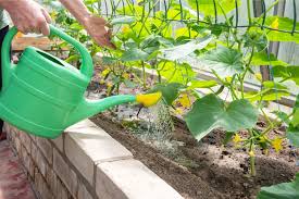 Watering and Mulching