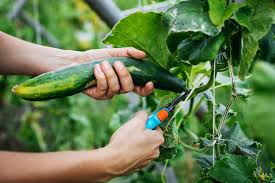 Harvesting Cucumbers