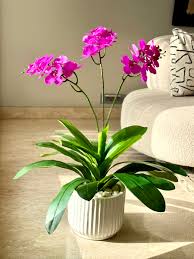 What You’ll Need to Grow Orchids