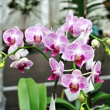 Choosing the Right Orchid Variety