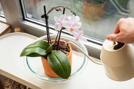 Caring for Orchids: Weekly Routine