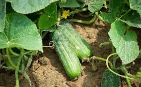 Why Grow Cucumbers in Your Garden?